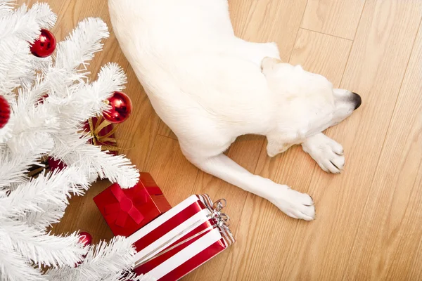 Vackra Labrador Retriever Juldagen Liggande Golvet — Stockfoto
