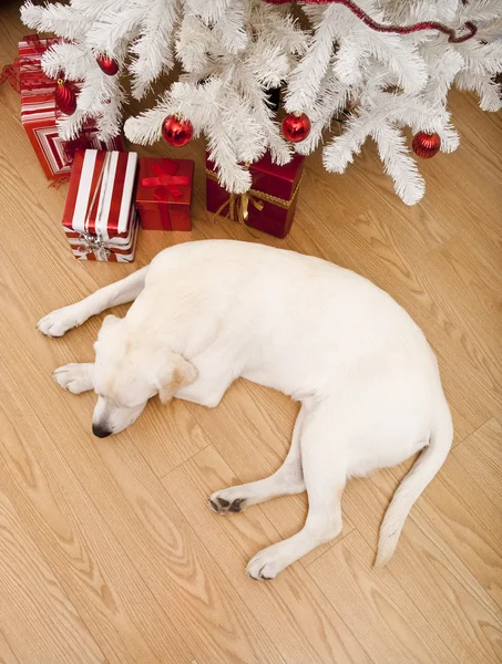 Krásný Labrador Rešeršér Štědrý Den Ležící Podlaze — Stock fotografie