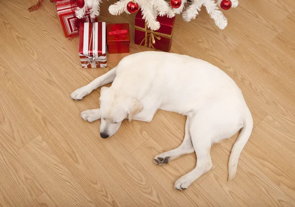 Cão Natal — Fotografia de Stock