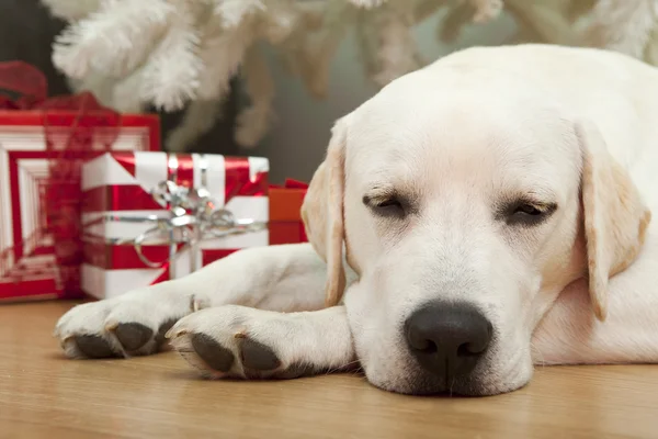 Schöner Labrador Retriever Weihnachtstag Auf Dem Boden Liegend — Stockfoto
