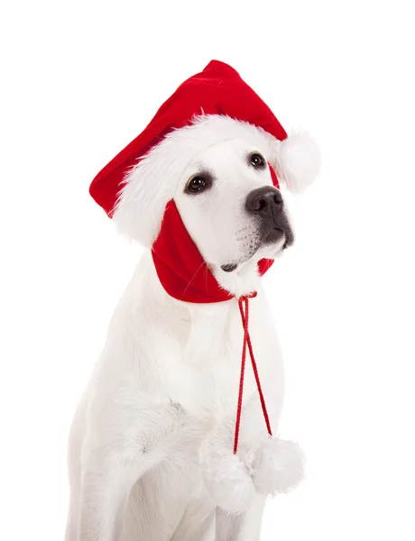 Porträt Eines Labrador Retrievers Mit Weihnachtsmütze Auf Weißem Hintergrund — Stockfoto