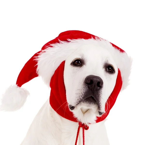 Nahaufnahme Porträt Eines Labrador Retrievers Mit Weihnachtsmütze Auf Weißem Hintergrund — Stockfoto