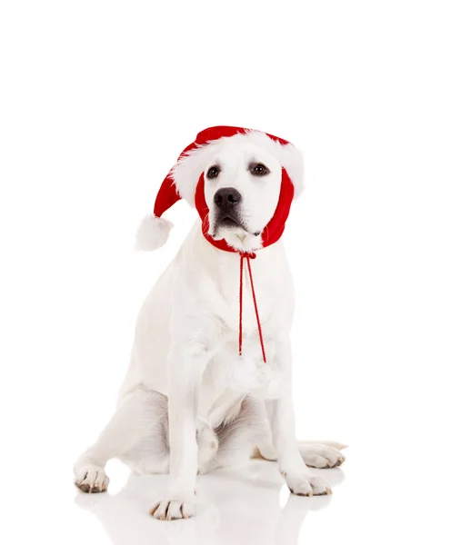 Πορτρέτο Του Ένα Labrador Retriever Ένα Καπέλο Santa Που Απομονώνονται — Φωτογραφία Αρχείου