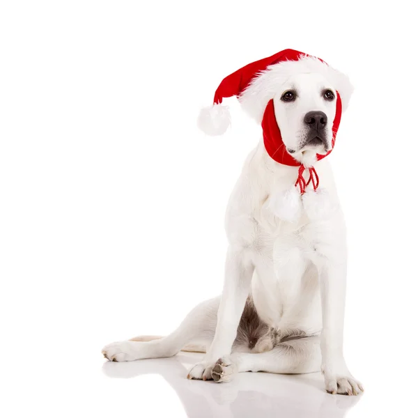 Різдво собак — стокове фото