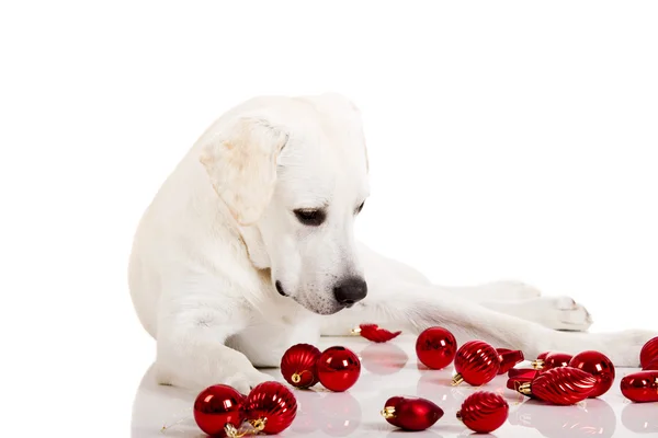 Mooie Labrador Retriever Omringd Door Kerstballen Geïsoleerd Witte Achtergrond — Stockfoto
