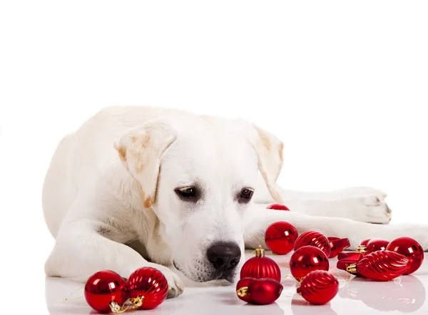 圣诞球 在白色背景上孤立包围的美丽拉布拉多犬 — 图库照片
