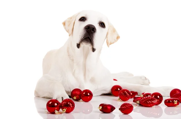 白い背景で隔離のクリスマス ボールで囲まれた美しいラブラドル レトリーバー犬 — ストック写真