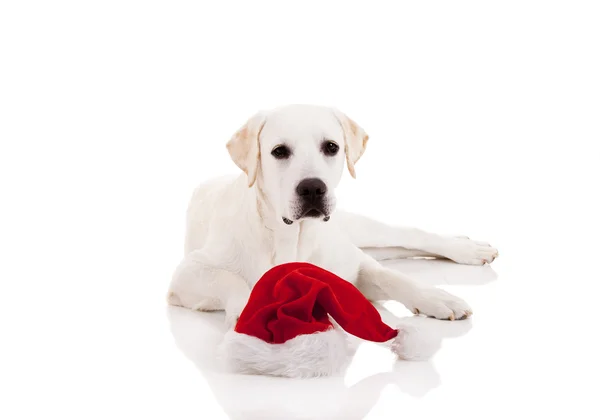 白い背景で隔離のサンタ帽子とラブラドル レトリーバー犬の肖像画 — ストック写真
