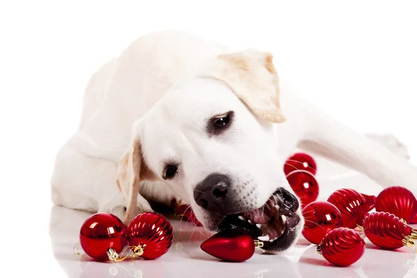 Boże Narodzenie pies — Zdjęcie stockowe