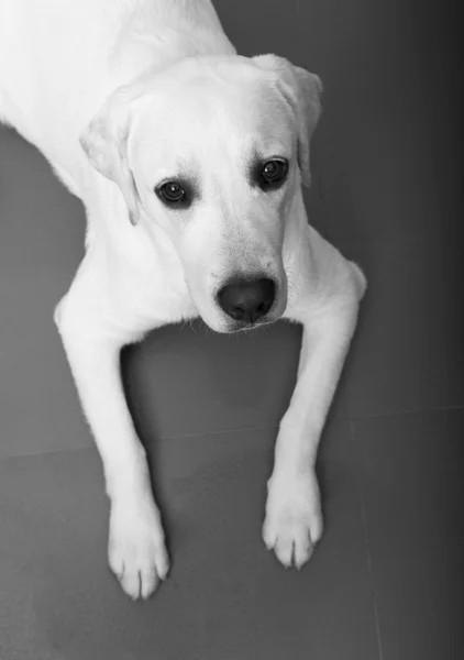 床に横たわってラブラドル レトリーバー犬子犬のトップ ビュー — ストック写真