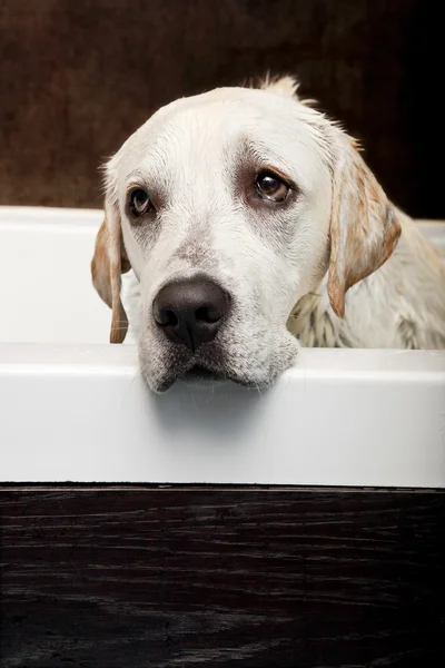 Hermoso Labrador Recuperador Con Una Mirada Triste Siendo Lavado —  Fotos de Stock