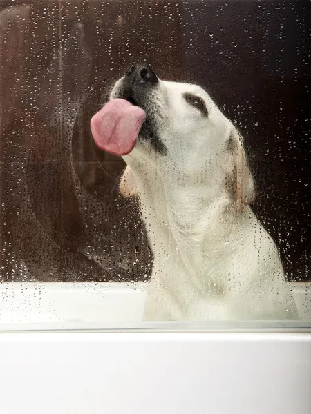 Beautiful Labrador Retriever Bathtub Waiting Bath Licking Water Glass — Stock Photo, Image
