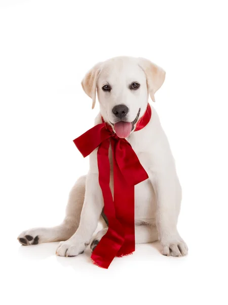 Adorável Cão Labrador Retriever Vestindo Laço Sattin Vermelho Isolado Branco — Fotografia de Stock