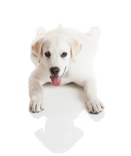 Hermoso Cachorro Labrador Retriever Crema Aislado Sobre Fondo Blanco —  Fotos de Stock