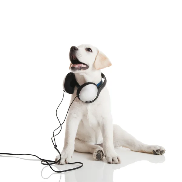 白で隔離され 彼の首に聴診器で美しいラブラドル レトリーバー犬 — ストック写真