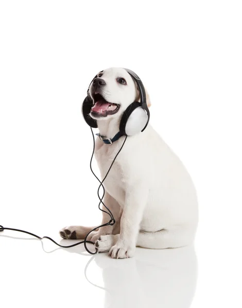Hond die naar muziek luistert — Stockfoto