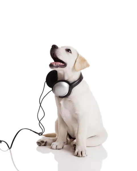 Mooie Labrador Retriever Met Koptelefoon Geïsoleerd Wit — Stockfoto