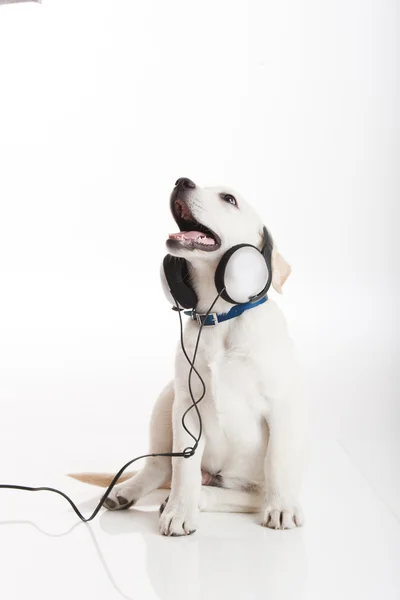 Köpek müzik dinliyor. — Stok fotoğraf