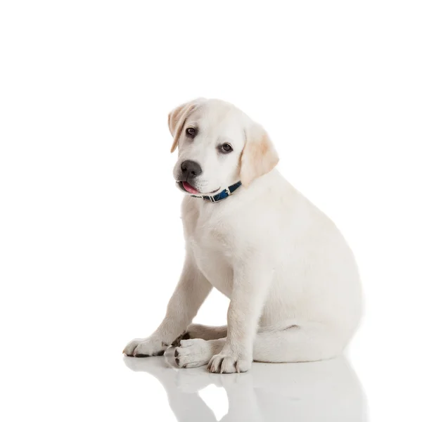 Krásný Labrador Rešeršér Krém Štěně Izolovaných Bílém Pozadí Sobě Modrý — Stock fotografie