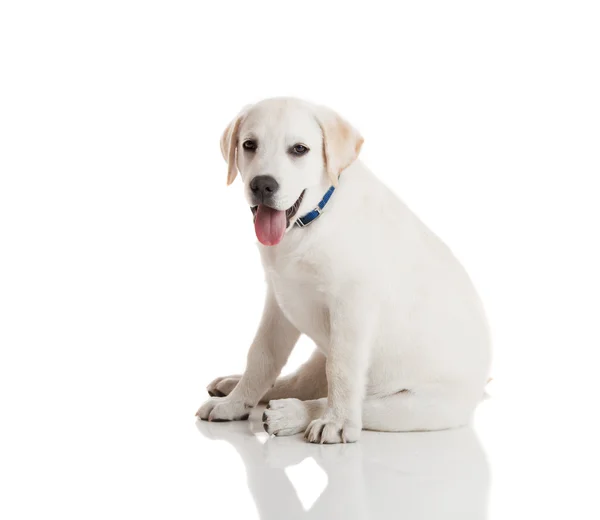 Labrador retriever puppy — Stockfoto