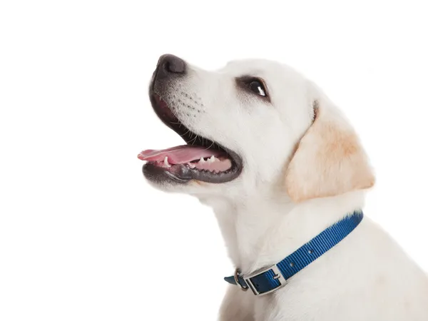 Hermoso Retrato Cachorro Labrador Retriever Con Collar Perro Azul Aislado — Foto de Stock