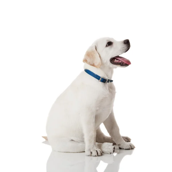 Labrador retriever köpek yavrusu — Stok fotoğraf