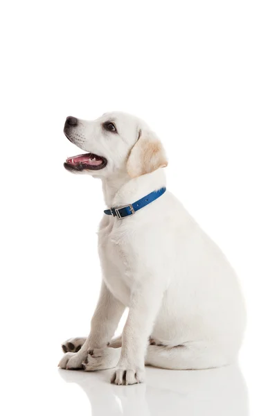 隔离着蓝色的狗项圈在白色背景上的美丽奶油色的拉布拉多犬小狗 — 图库照片