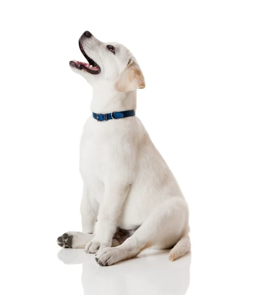 Labradorský retrívr štěně — Stock fotografie