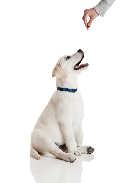 Dobrý pes — Stock fotografie