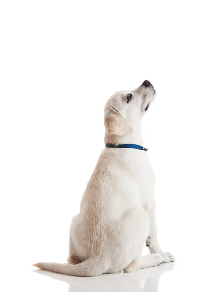 Mooie Labrador Retriever Crème Pup Geïsoleerd Een Witte Achtergrond Het — Stockfoto