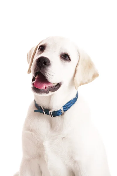 Schönes Porträt Eines Labrador Retriever Welpen Mit Blauem Hundehalsband Isoliert — Stockfoto