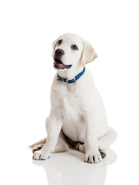 隔离着蓝色的狗项圈在白色背景上的美丽奶油色的拉布拉多犬小狗 — 图库照片