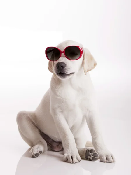 Puppy with sunglasses — Stock Photo, Image