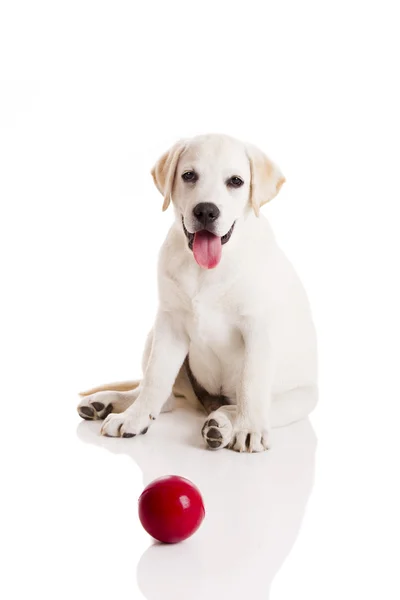 Labrador Retriever Cachorro Brincando Com Uma Bola Vermelha Isolado Branco — Fotografia de Stock