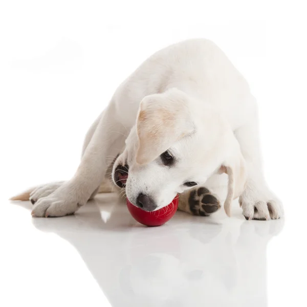 Labrador Retriever Κουτάβι Παιχνίδι Μια Κόκκινη Μπάλα Που Απομονώνονται Λευκό — Φωτογραφία Αρχείου