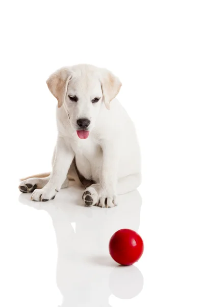 Labrador Retriever Köpek Yavrusu Ile Üzerine Beyaz Izole Bir Kırmızı — Stok fotoğraf