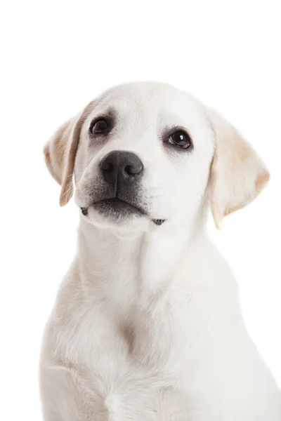 舌を出した上分離白ラブラドル レトリーバー犬子犬の美しい肖像画 — ストック写真