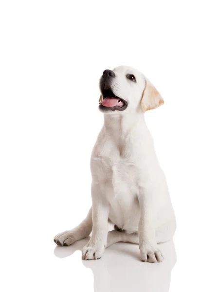 白い背景で隔離のラブラドル レトリーバー犬クリーム美しい子犬 — Stock fotografie