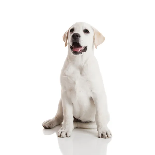Mooie Labrador Retriever Crème Pup Geïsoleerd Witte Achtergrond — Stockfoto