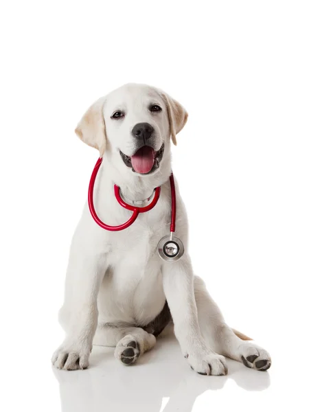 Bellissimo Labrador Retriever Con Uno Stetoscopio Sul Collo Isolato Bianco — Foto Stock