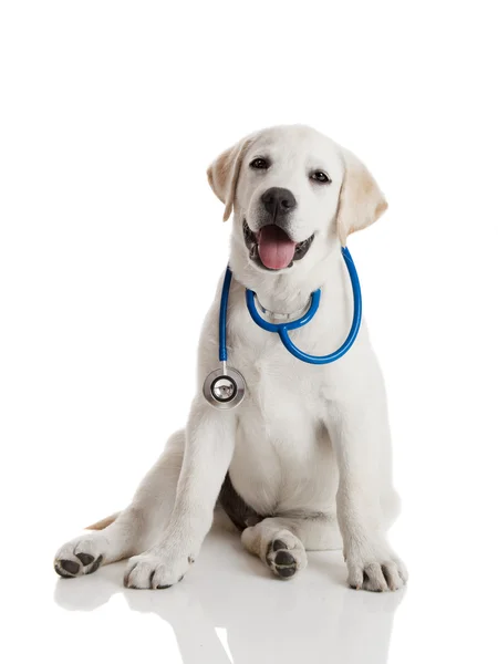 Ветеринар собака — стокове фото