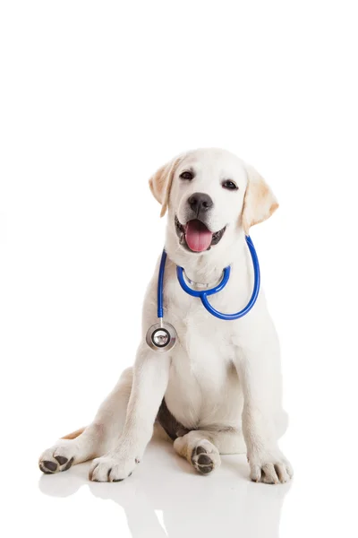 Bellissimo Labrador Retriever Con Uno Stetoscopio Sul Collo Isolato Bianco — Foto Stock