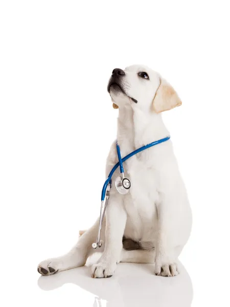 Veterinären hund — Stockfoto