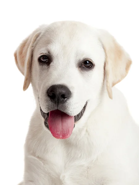 Wunderschönes Porträt Eines Labrador Retriever Welpen Mit Ausgestreckter Zunge Isoliert — Stockfoto