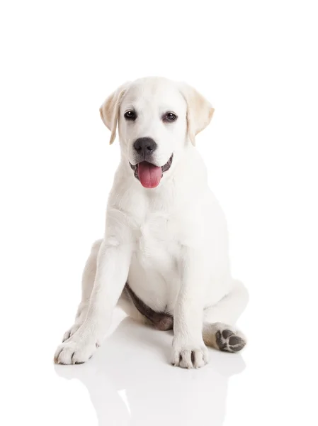 Labrador puppy — Stockfoto