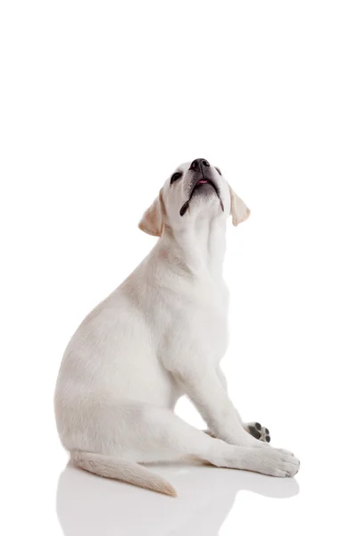 Labrador retriever valp — Stockfoto