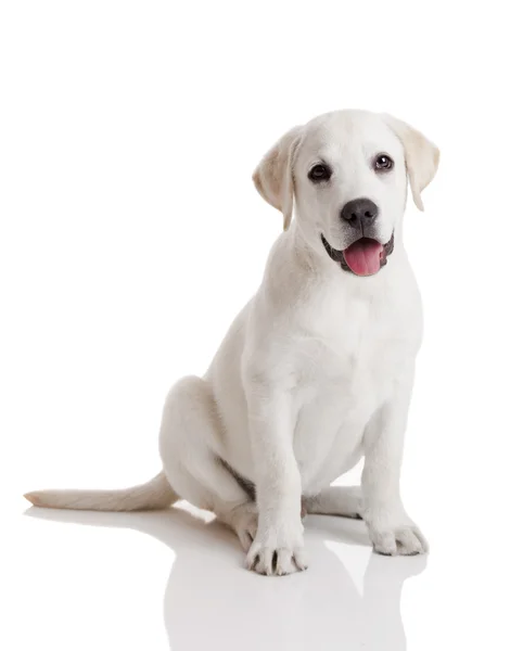 Κουτάβι Όμορφο Labrador Retriever Κρέμα Που Απομονώνονται Λευκό Φόντο — Φωτογραφία Αρχείου