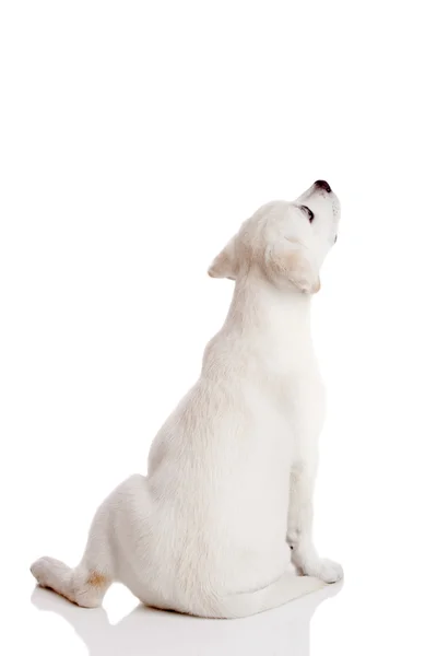 Visão Traseira Filhote Cachorro Creme Labrador Retriever Isolado Fundo Branco — Fotografia de Stock