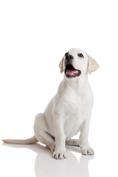 Cachorrinho Labrador Retriever — Fotografia de Stock