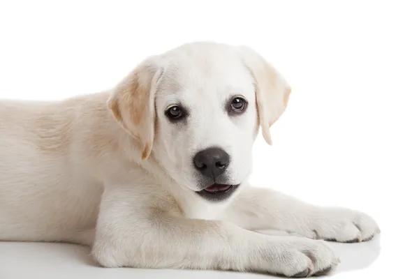 Κουτάβι Όμορφο Labrador Retriever Κρέμα Που Απομονώνονται Λευκό Φόντο — Φωτογραφία Αρχείου